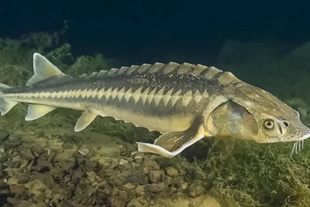 Xəzəryanı ölkələr nərə balığının ovuna qoyulmuş qadağanı 2026-cı ilə qədər uzadıblar