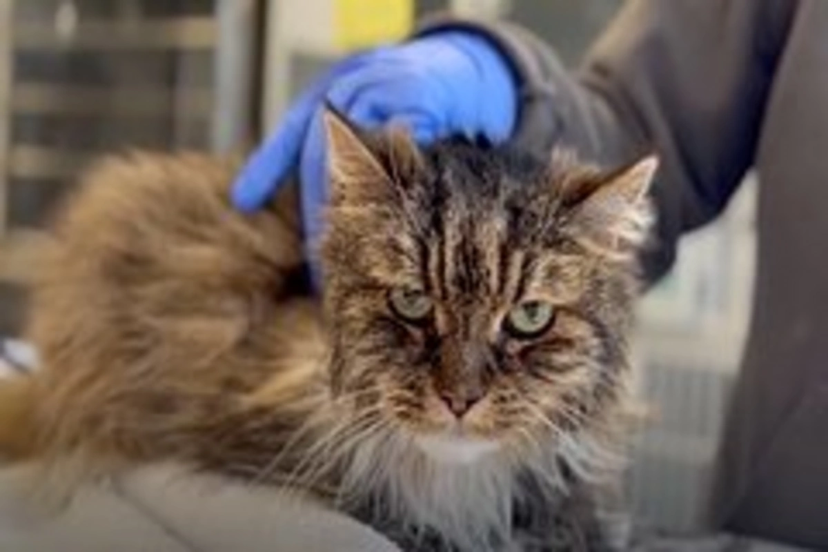 Miraculous Rescue: 12-year-old Cat Survives Fall from Great Height