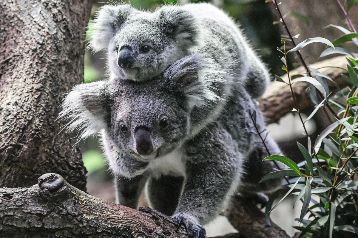 Avstraliyada koala böhranı, evkalipt meşələri sürətlə məhv olur