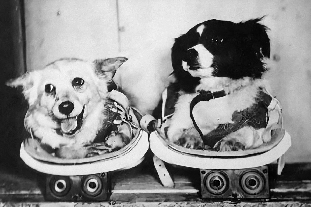 65 years ago, the USSR launched Belka and Strelka into space. How did this save Gagarin's life?