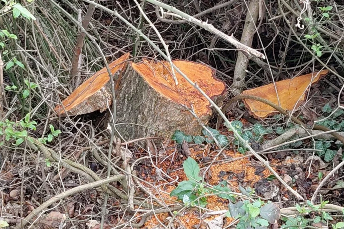 Oğuzda 30 ədəd qızılağac kəsilib, şübhəli şəxs saxlanılıb