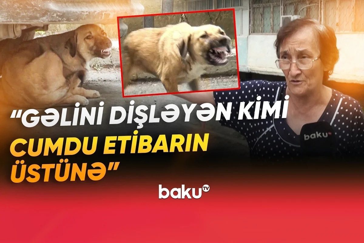 Sakinlərin kabusuna çevrilən küçə itləri dəhşət saçır: 100-dən çox insan xəstəxanalıq olub