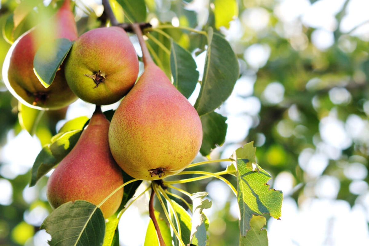 Pear peel can reduce intestinal inflammation, scientists found