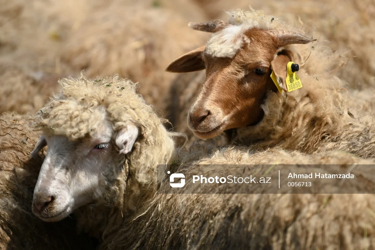 Tələblərə cavab verməyən heyvanlar satış zonasına buraxılmayacaq
