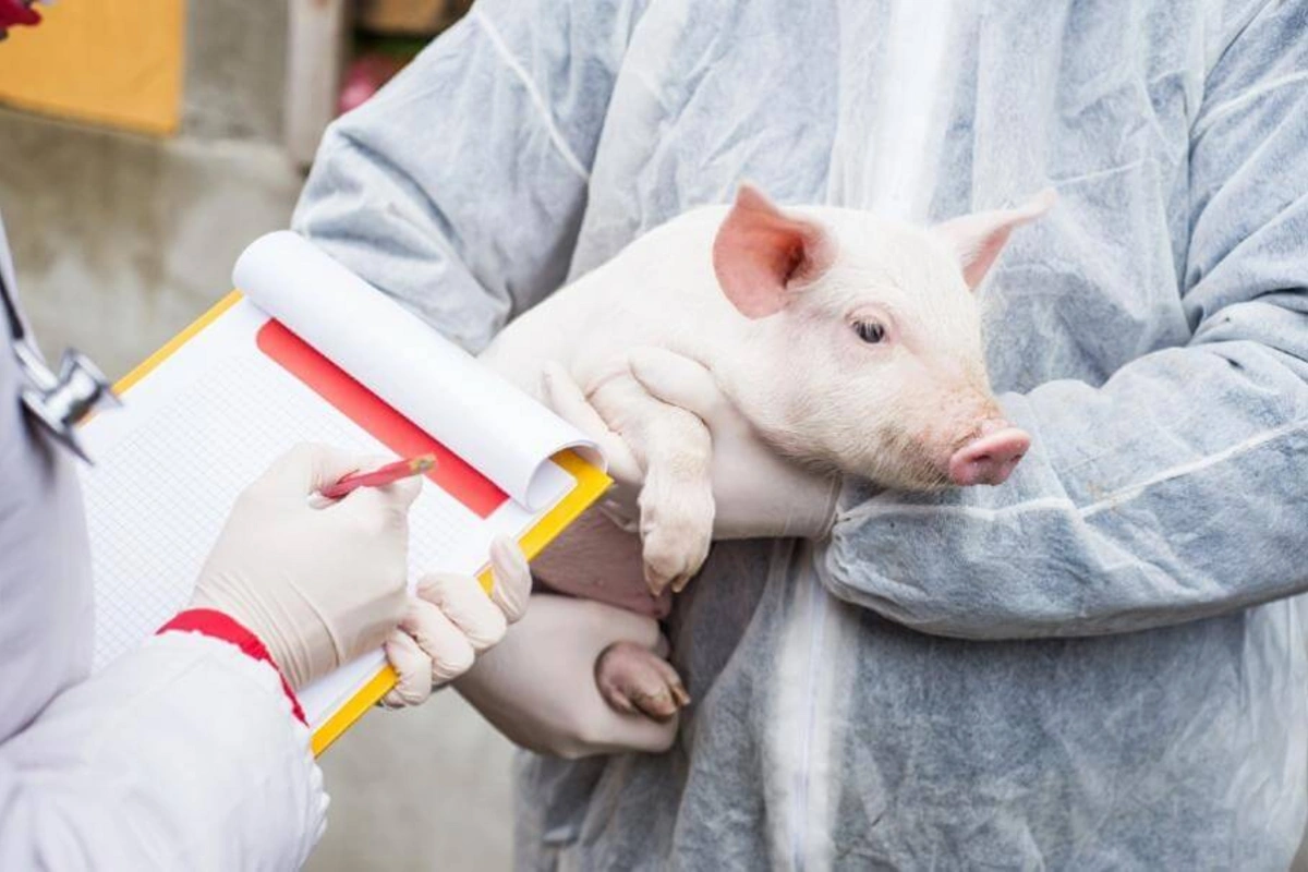 Pig Kidney Transplants to Begin in the USThe United States will begin transplanting pig kidneys into humans. The Food and Drug Administration (FDA) has approved the first clinical trials of pig-to-human kidney transplants. This groundbreaking decision mar