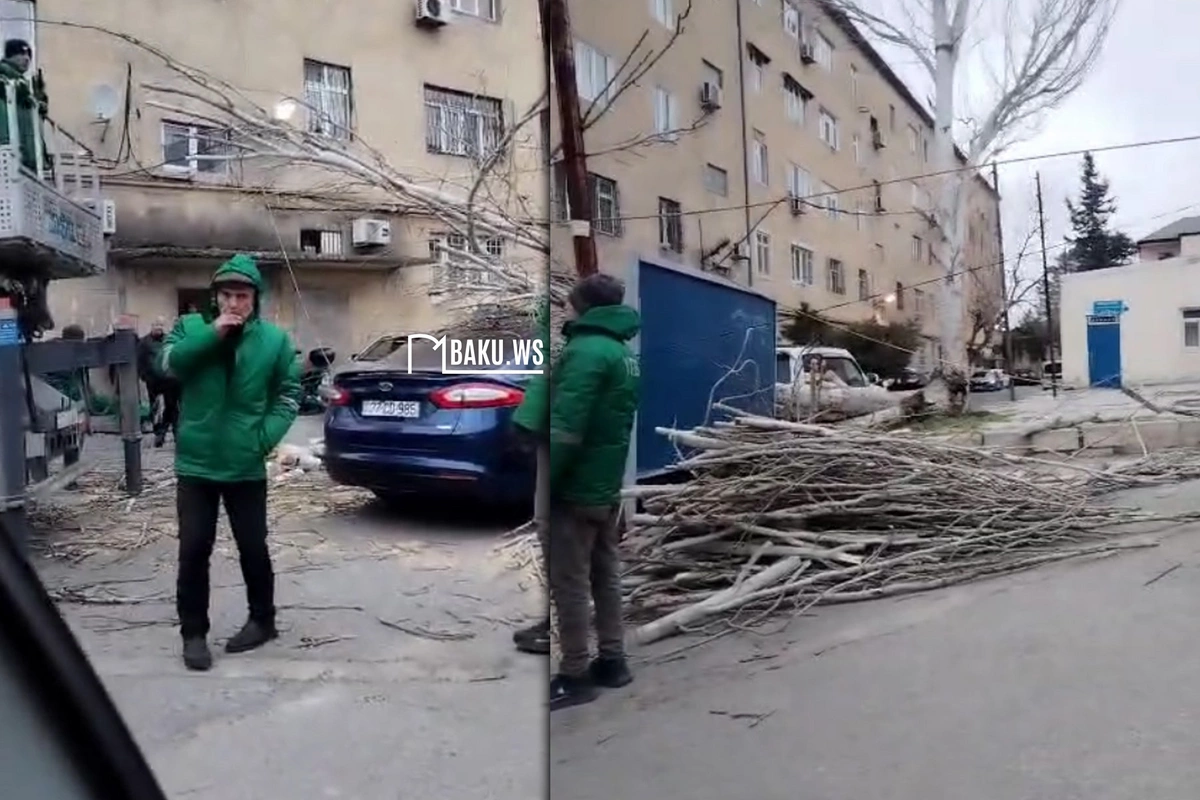 Biləcəridə külək ağacı avtomobilin üzərinə aşırdı