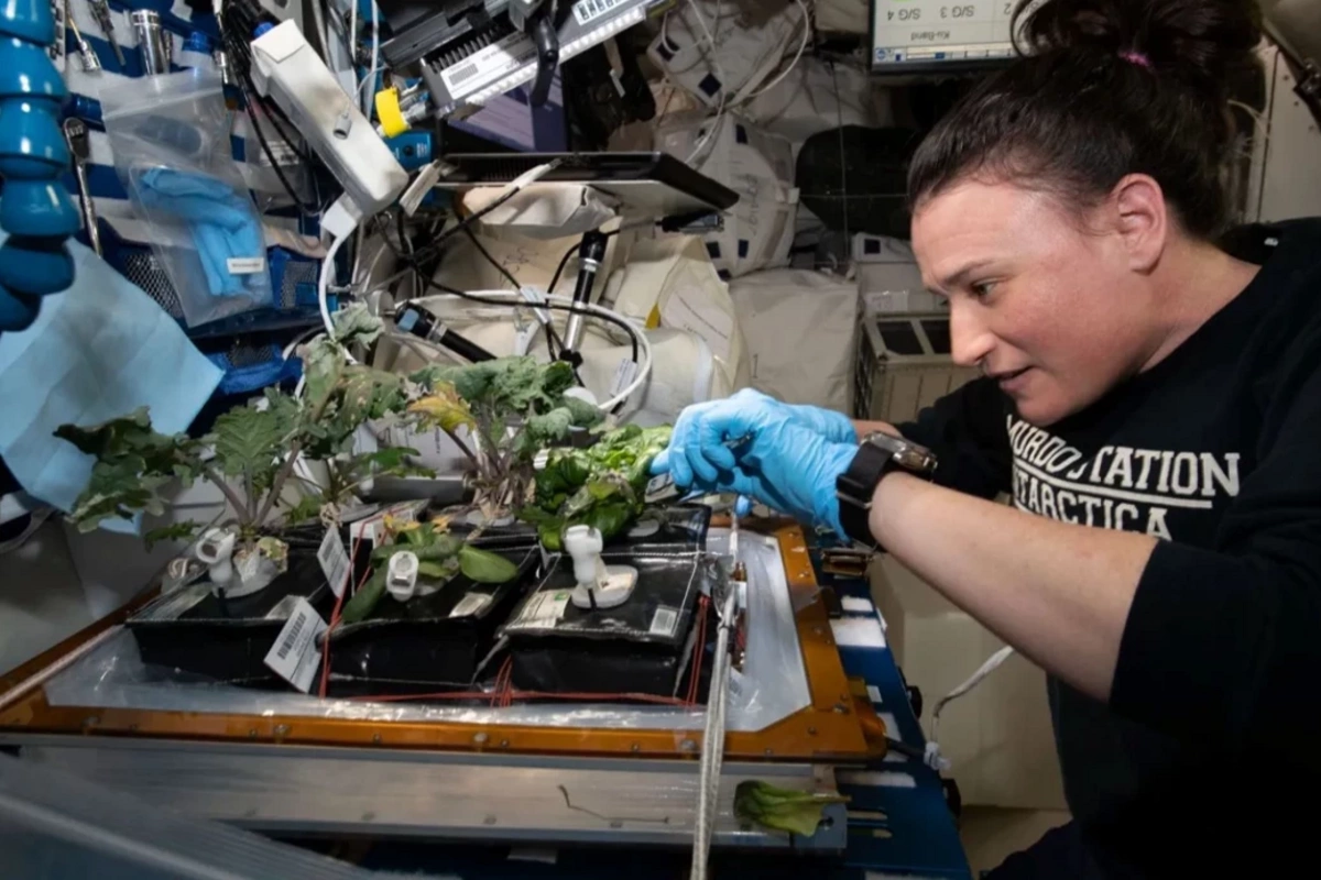 NASA-nın kosmosda yetişdirdiyi kahıda qida çatışmazlığı aşkarlandı NASA-nın kosmosda yetişdirdiyi kahıda qida çatışmazlığı aşkarlandı