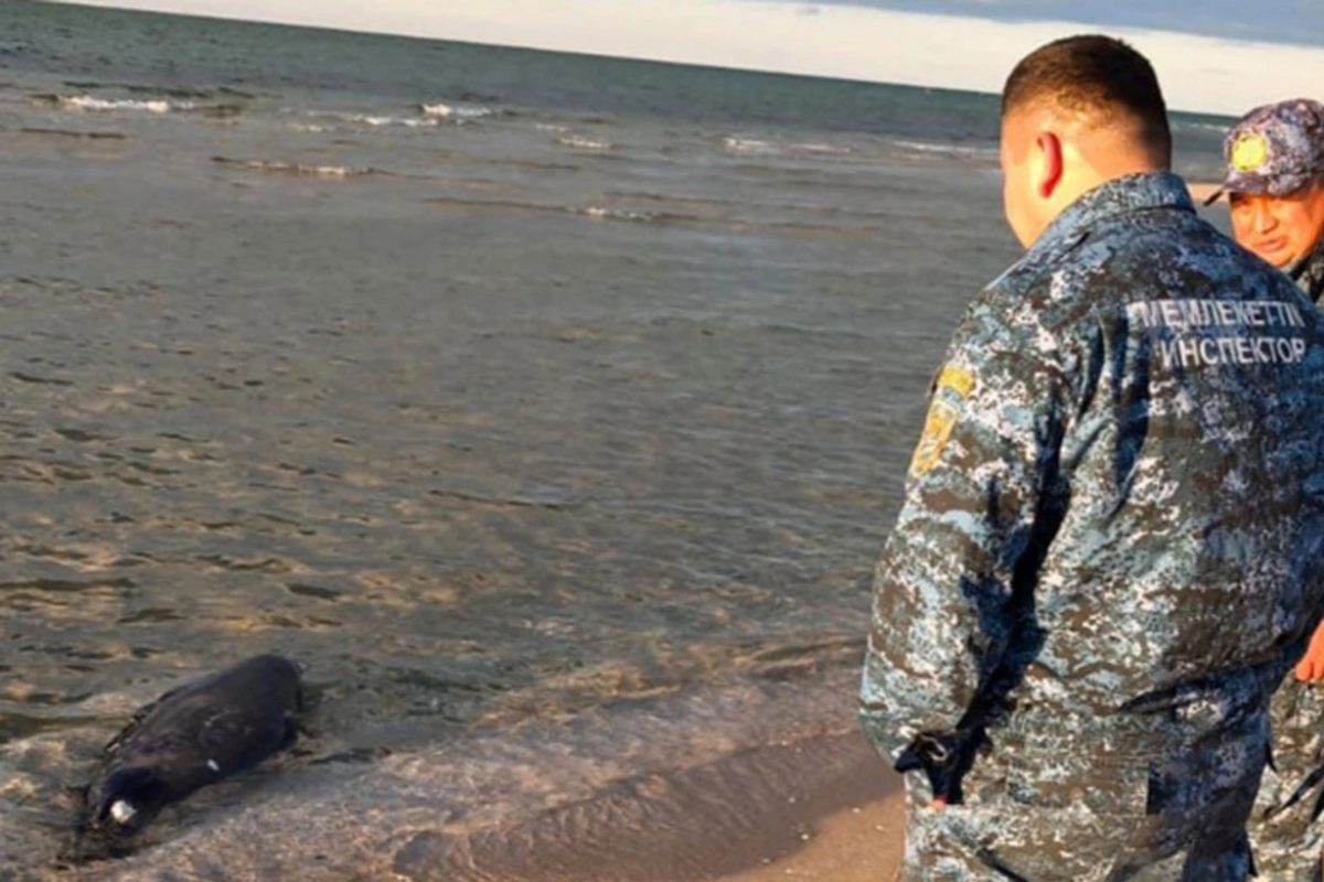На побережье Каспийского моря снова зафиксировали гибель тюленей