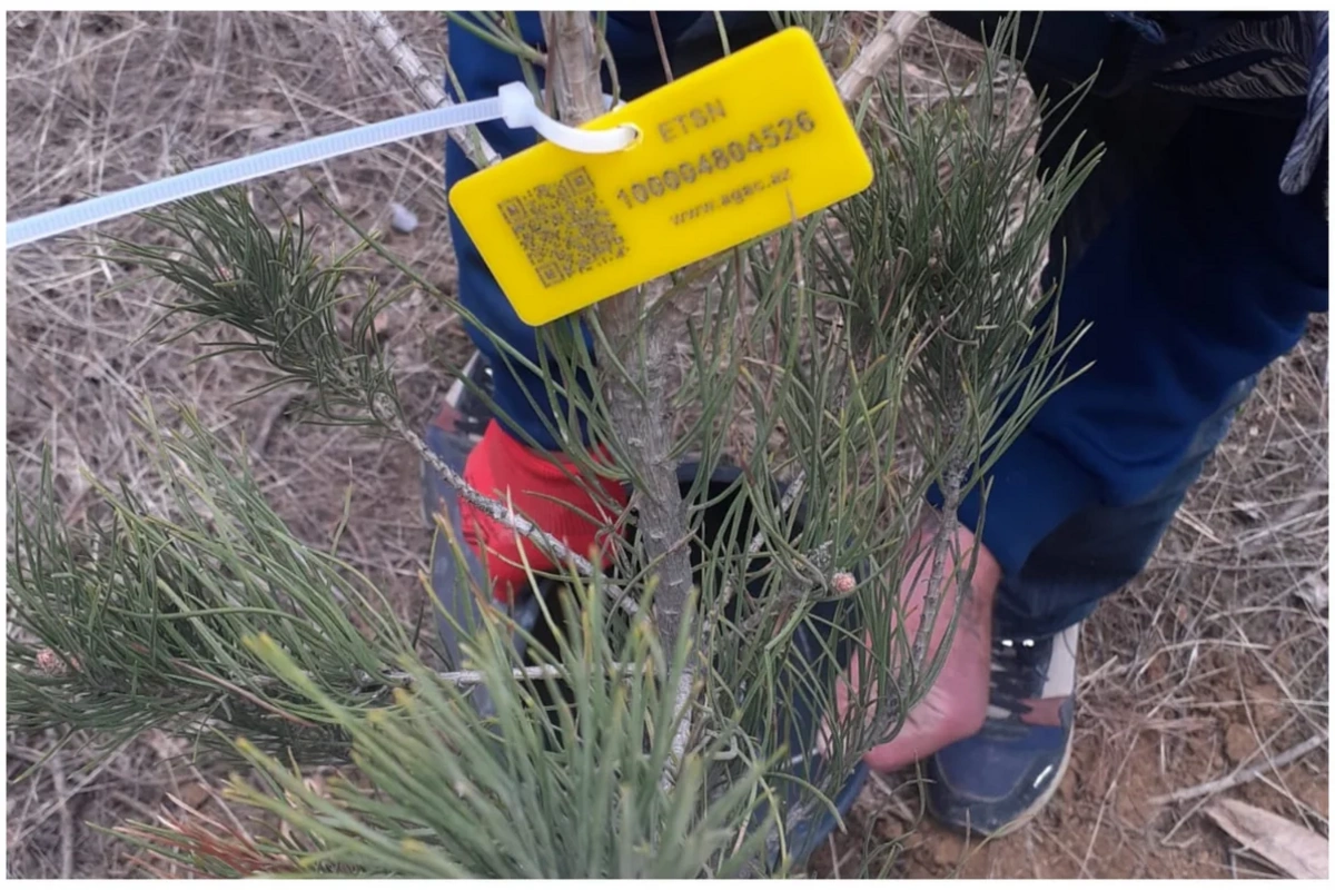 Elmi Cərrahiyyə Mərkəzi: Kəsilən ağaclar quru və qəzalı vəziyyətdə olub