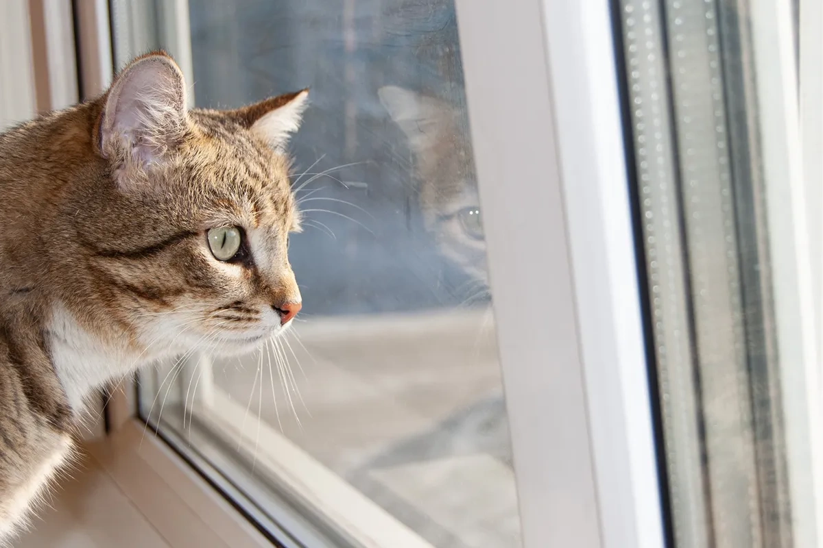 Pəncərə bu halda pişiklər üçün təhlükəyə çevrilir