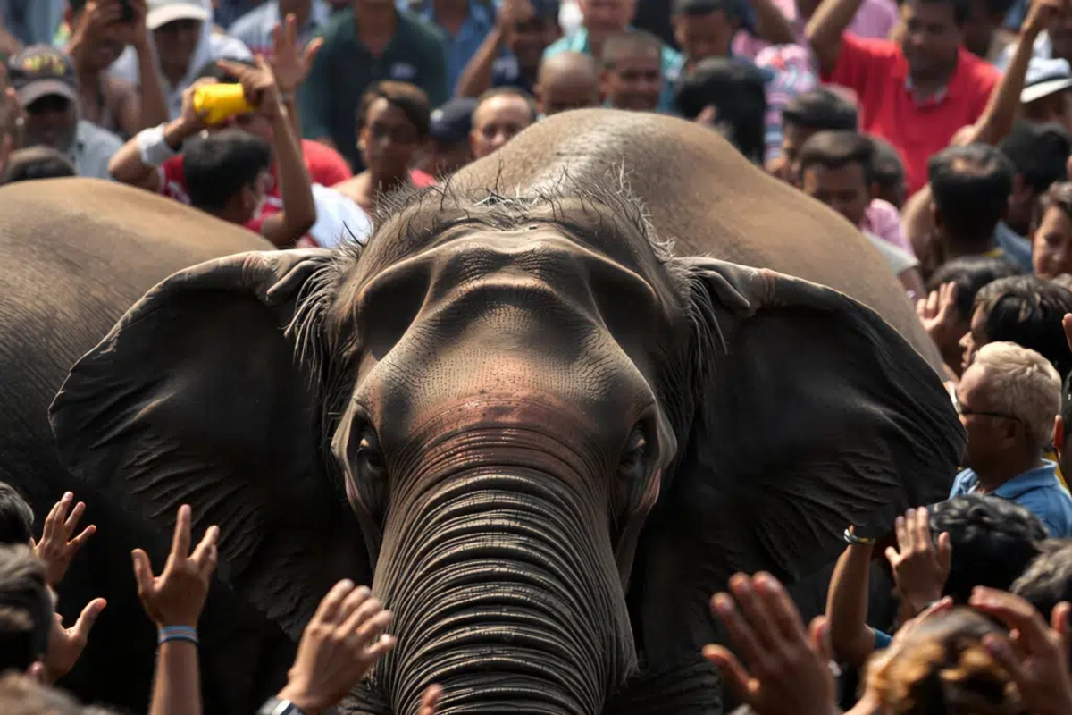 Elephant attacked crowd during festival in India Elephant attacked crowd during festival in India