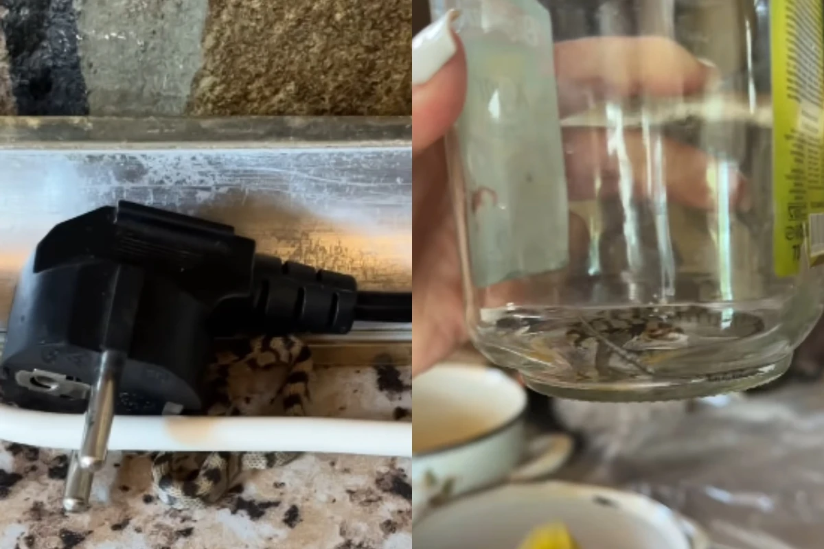 Azərbaycanlı aparıcının bağ evinin mətbəxindən ilan çıxdı