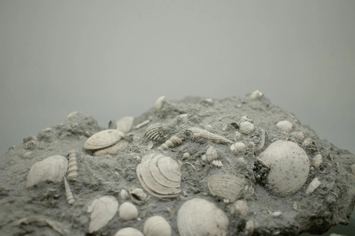 Scientists have made an important discovery about a unique fossil that is 500 million years old