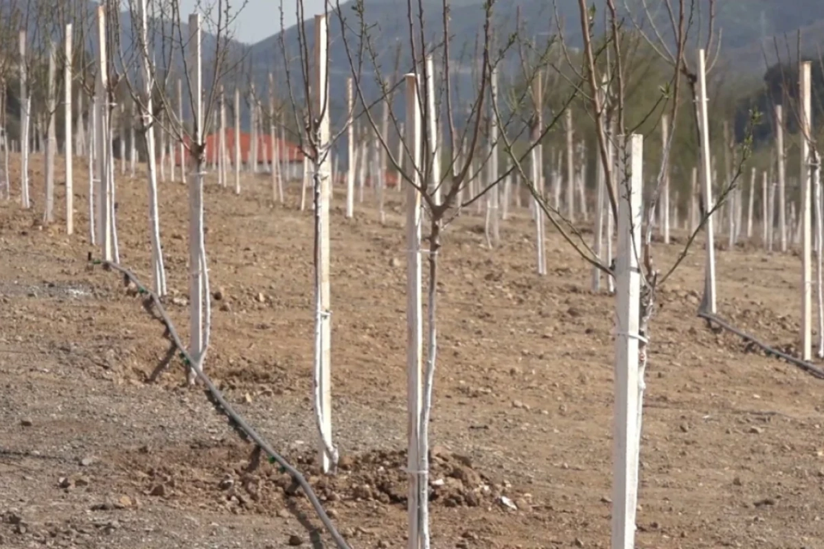 Laçının Bəylik Bağlarında ağacəkmə aksiyası keçirilib