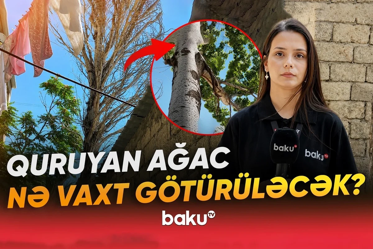 Bakıxanovda nəhəng ağac hər an faciəyə səbəb ola bilər