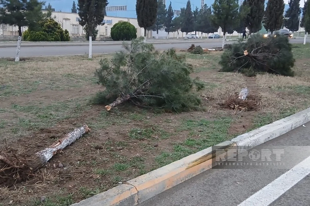 Gəncədə yol qəzasında biri azyaşlı olmaqla, dörd nəfər yaralanıb