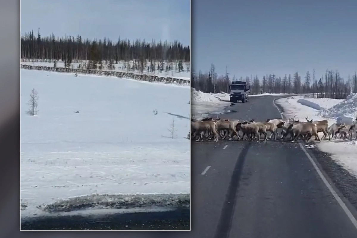 Yüzlərlə maral yolu bağladı - Sürücülər gözləməli oldular