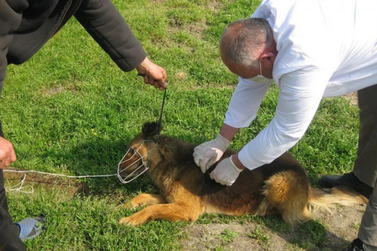 Gürcüstanın Martvili bələdiyyəsində quduzluq aşkarlanıb