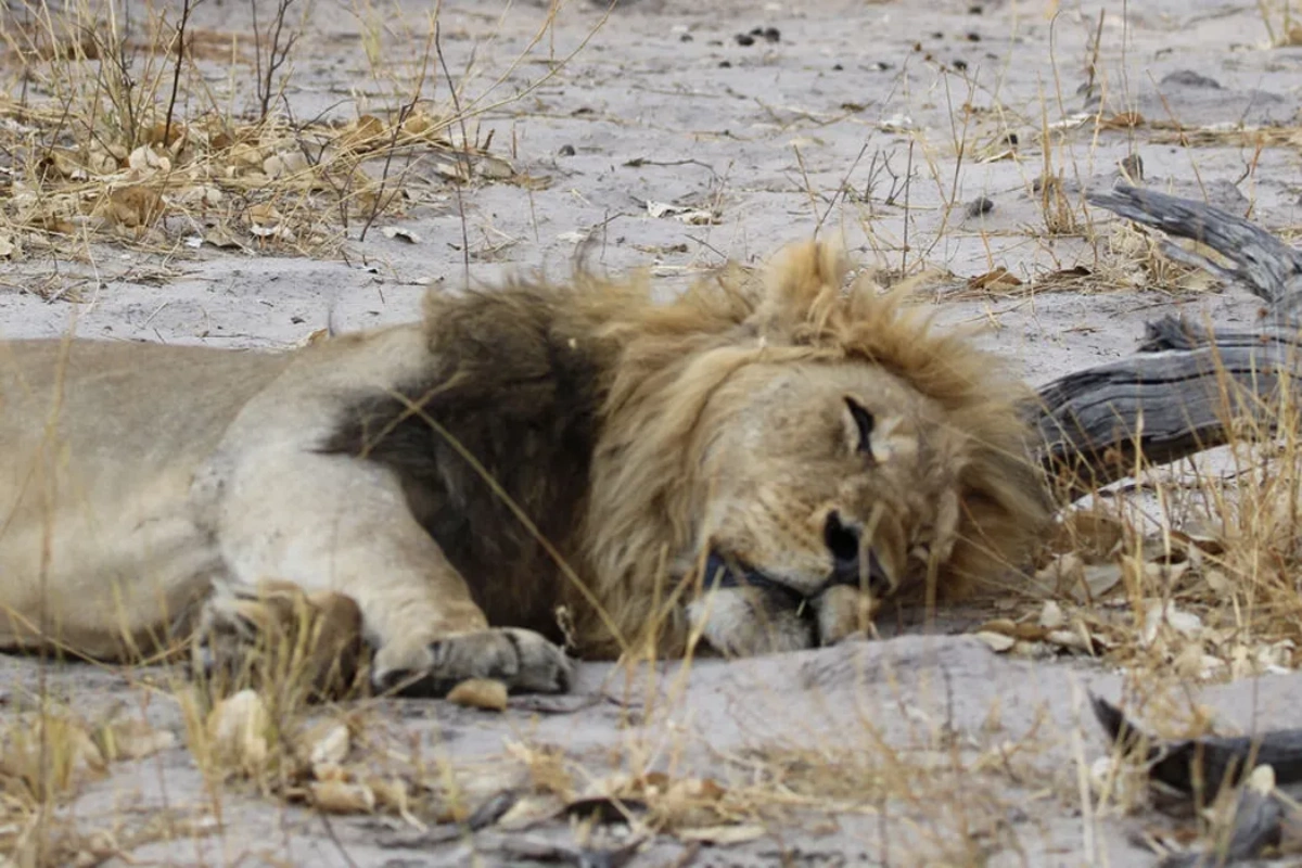 In India, a lion attacked a five-year-old boy and ate him In India, a lion attacked a five-year-old boy and ate him
