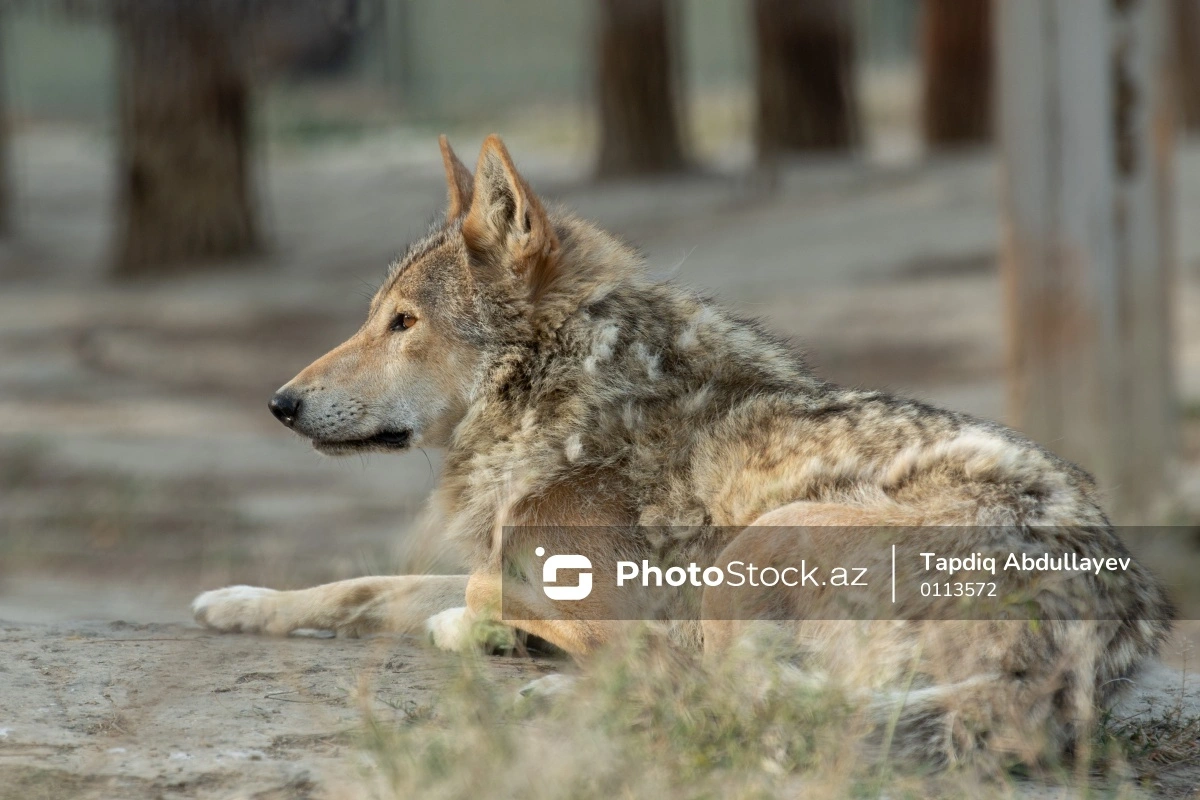 В Азербайджане волки напали на село