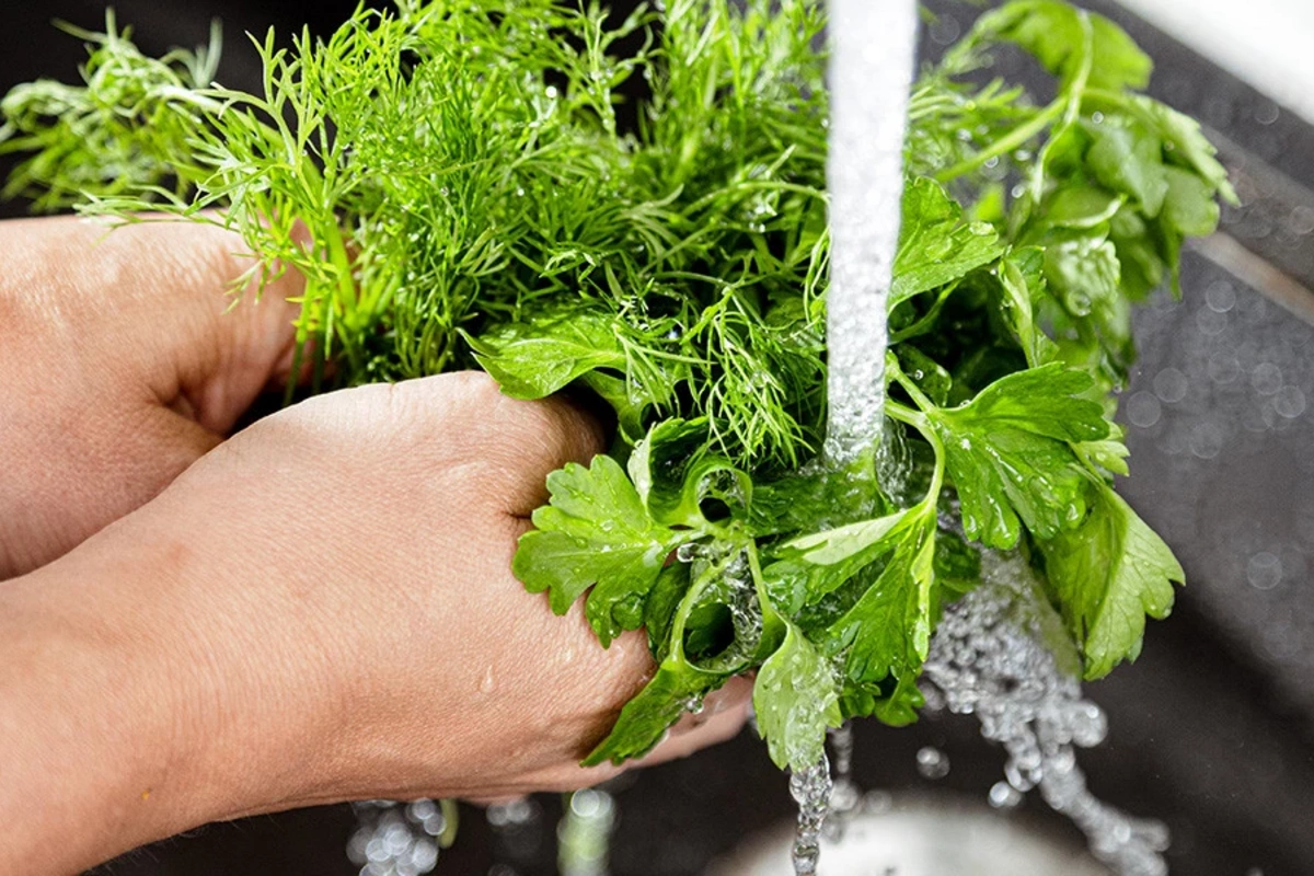Do you need to wash dill and parsley: remember this forever Do you need to wash dill and parsley: remember this forever