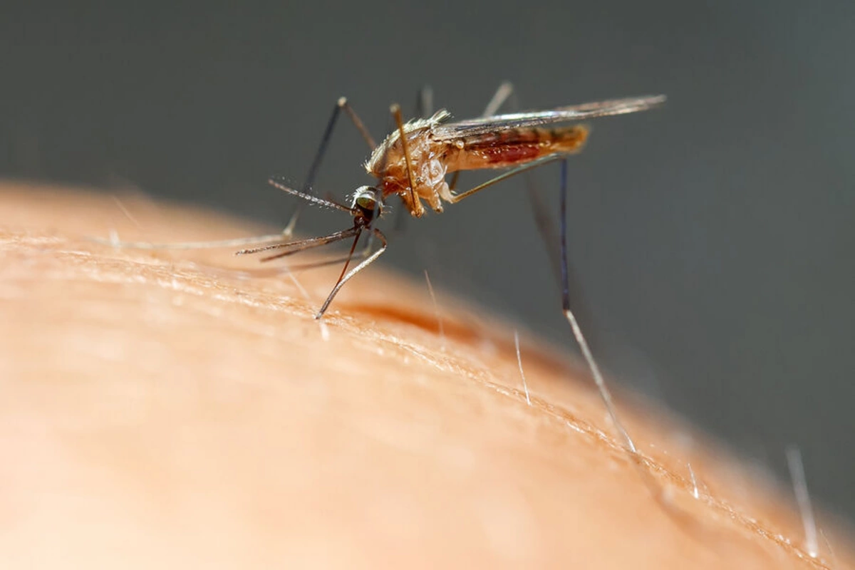 China uses cannibal mosquitoes and fish to combat chikungunya virus