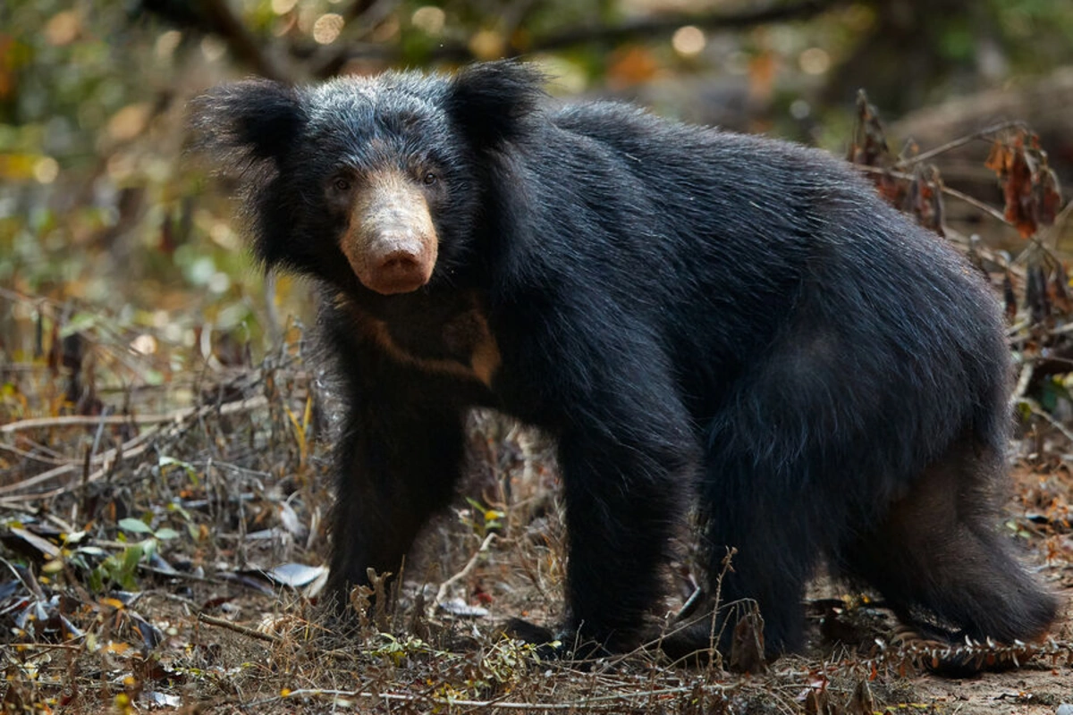 Bear mauled an eight-year-old child in a nature reserve, the boy did not survive
