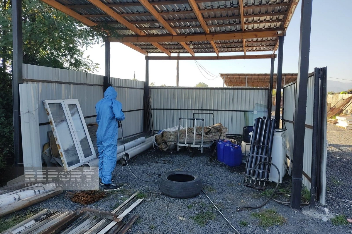 Zaqatala və Balakənə böcəklərin kütləvi hücumu baş verib Zaqatala və Balakənə böcəklərin kütləvi hücumu baş verib