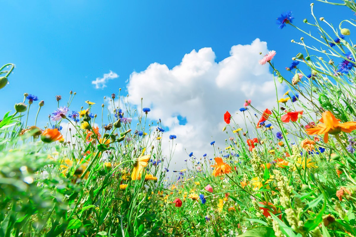 Sabah 25° isti olacaq - HAVA PROQNOZU