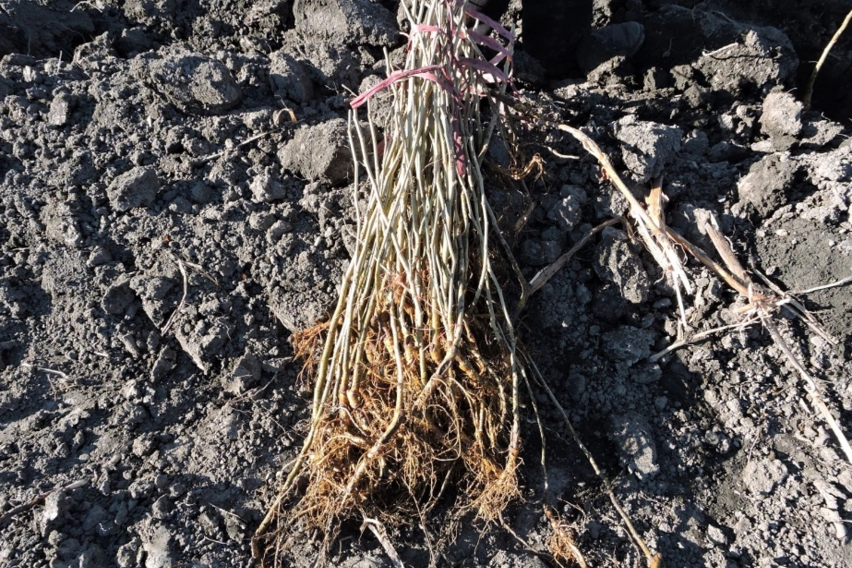 В Азербайджане выявили опасный вирус в саженцах из Турции