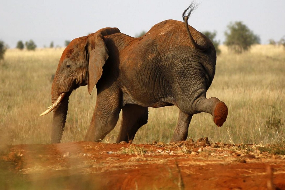Taylandda kamp edən turist fil hücumuna məruz qalaraq ölüb