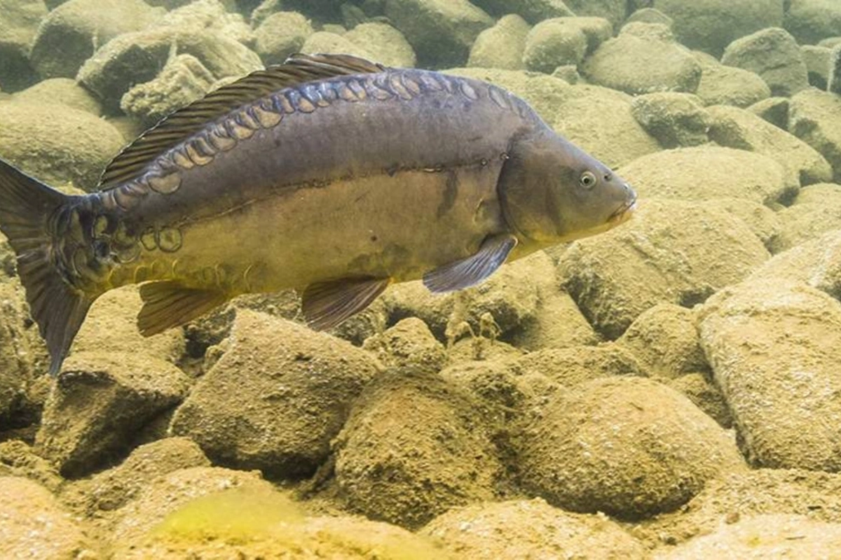 Çinli alimlər sümüksüz sazan növü yetişdiriblər