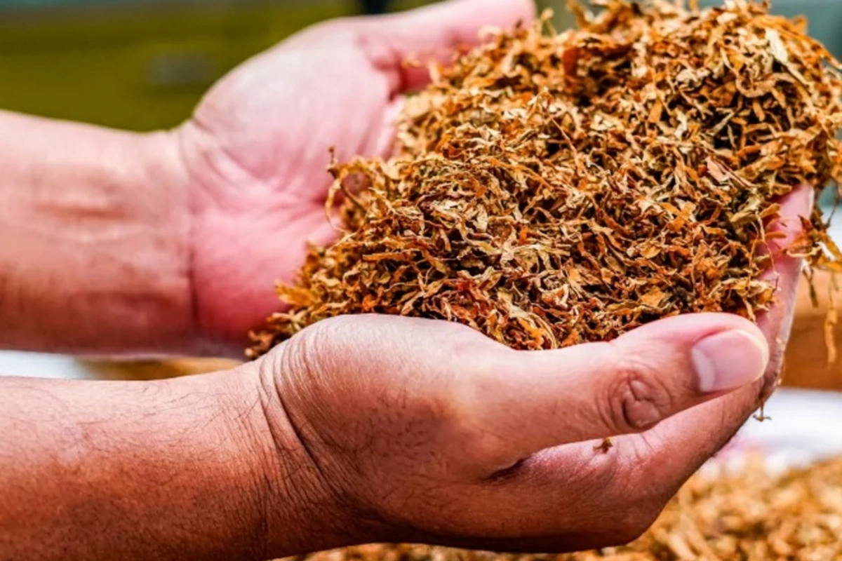 Siqaret bazarında səssiz inqilab: Yerli məhsullar idxalı sıxışdırır