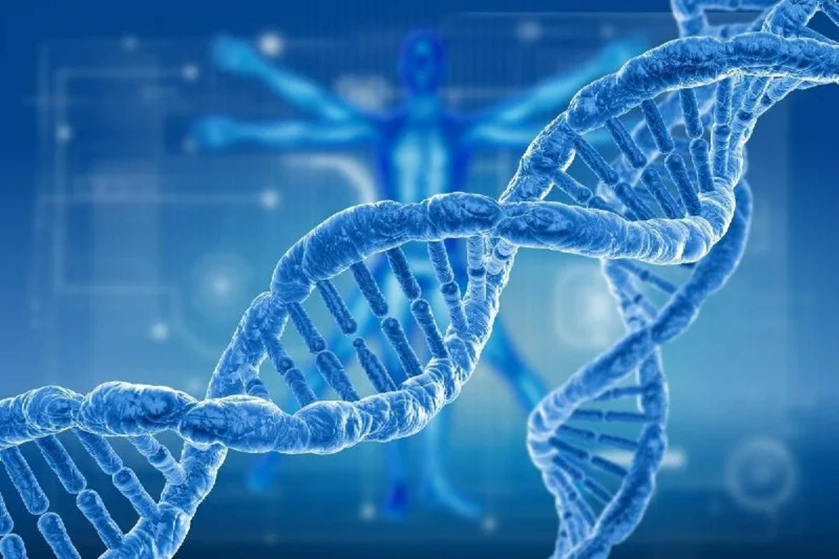 The Genetic Secret of Immunity: What Distinguishes Women from Men
