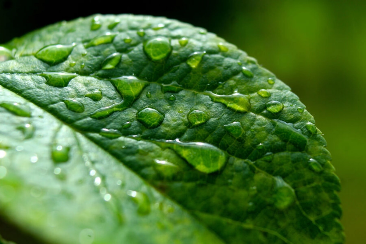 Scientists warned: concentration of chemicals in precipitation is increasing worldwide Scientists warned: concentration of chemicals in precipitation is increasing worldwide