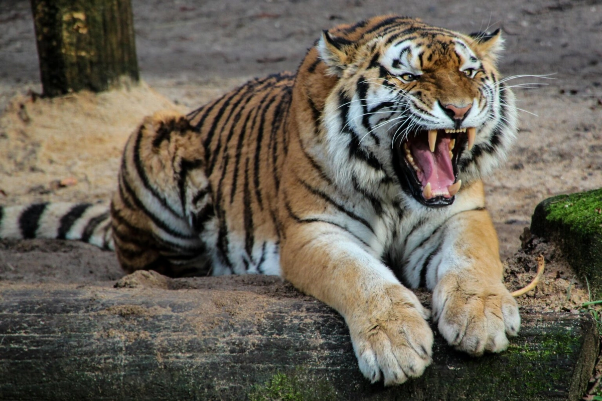 Zooparkda pələng kişini diri-diri yedi