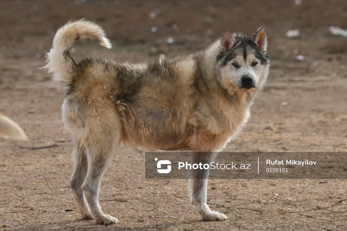 Biləsuvarda sahibsiz heyvanlar sakinləri qorxuda saxlayır