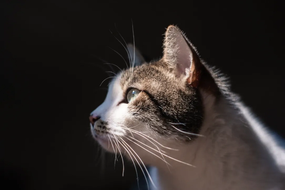 Буддийский ритуал в Китае обернулся массовой гибелью кошек