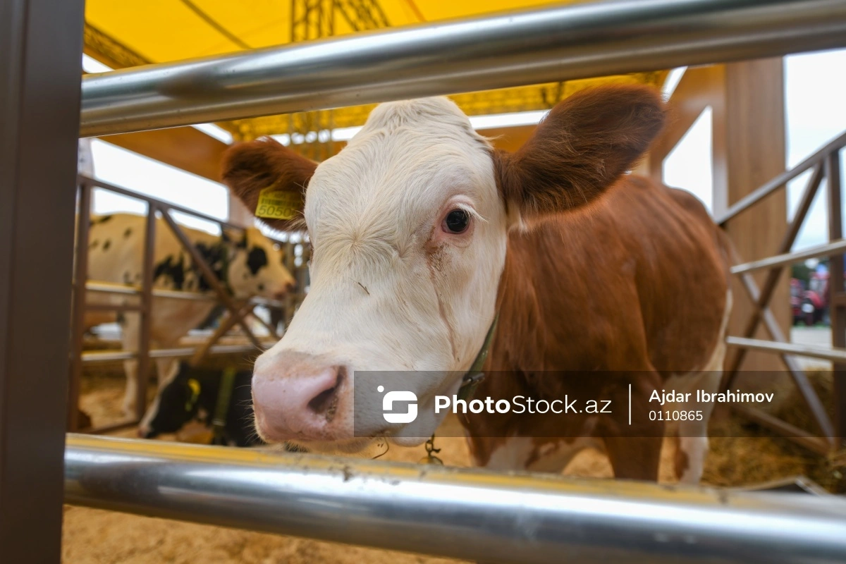 Azərbaycana gətirilən baytarlıq vaksininin həcmi kəskin artıb: Əsas idxalçı ölkə Türkiyədir