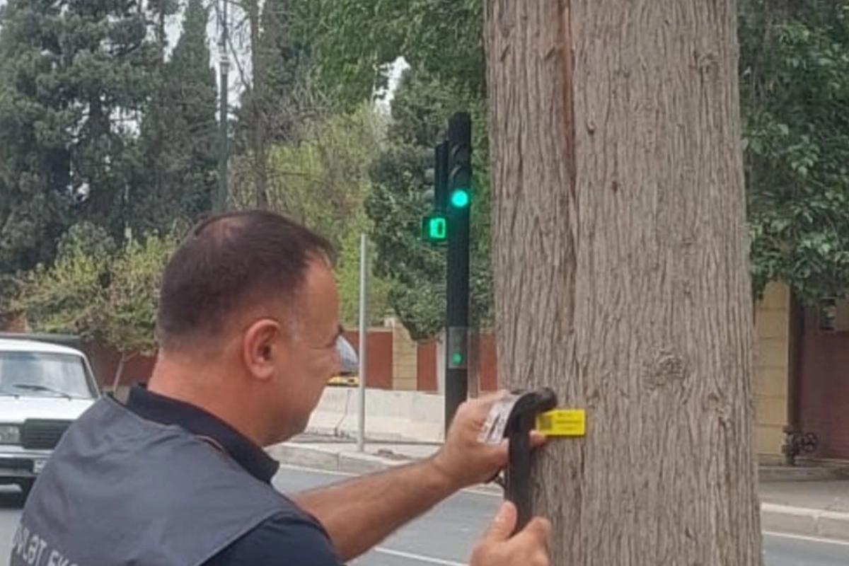 Gəncədə qurumuş və qəzalı ağacların inventarlaşdırılmasına başlanılıb