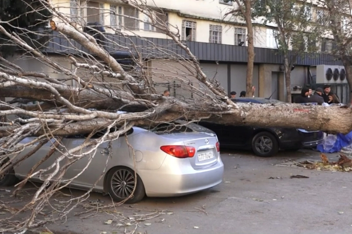 В Баку дерево рухнуло на припаркованный автомобиль: есть пострадавший