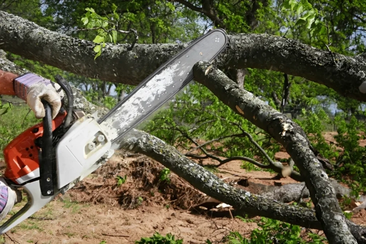 Son bir həftədə ağacların qanunsuz kəsilməsi nəticəsində yaşıllıqlara 133 min manatdan çox ziyan dəyib - RƏSMİ