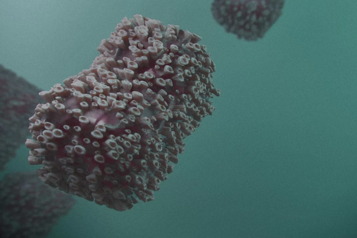 Qalisiyada meymunçiçəyi yayılıb: 9 yoluxma faktı