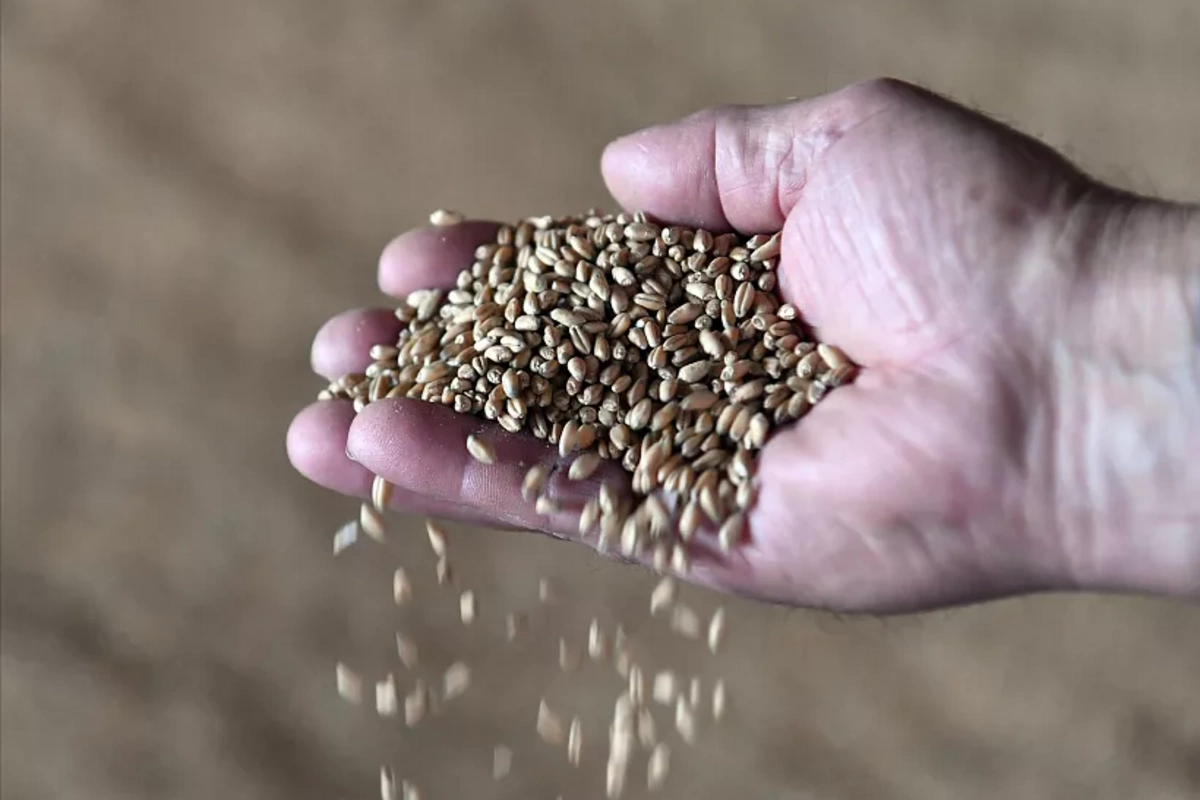 В Армении ждут новые партии зерновых транзитом через территорию Азербайджана и Грузии