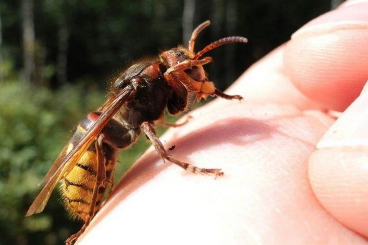 В Азербайджане мужчина погиб из-за одного укуса пчелы