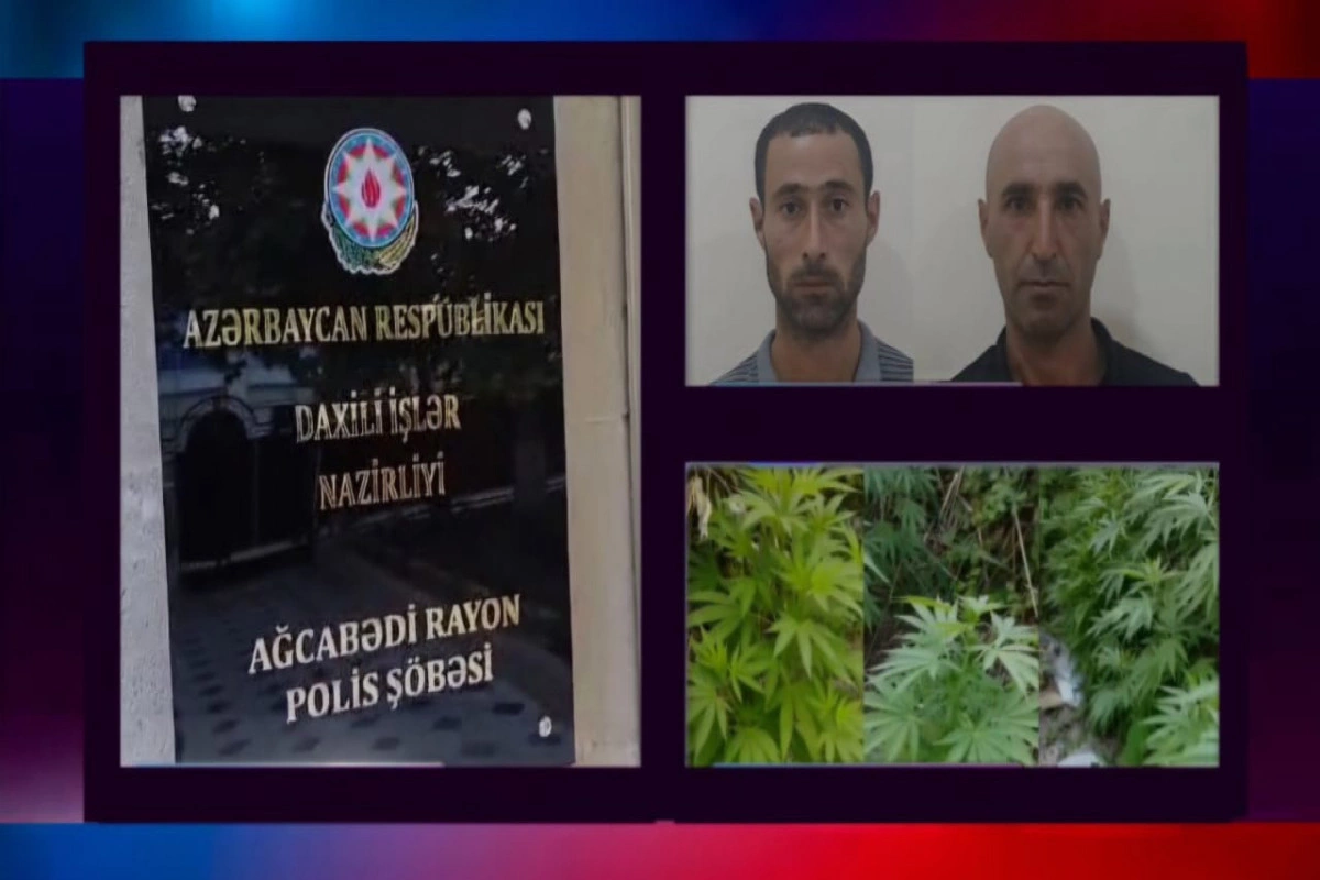 Ağcabədidə çətənə bitkisinin kultivasiyasını təşkil edənlər tutulub