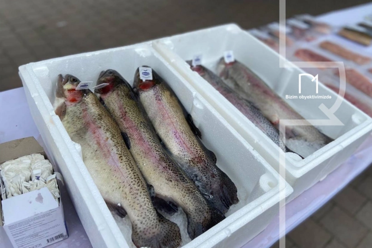 Yerli balıqların qiyməti ilə bağlı VACİB AÇIQLAMA