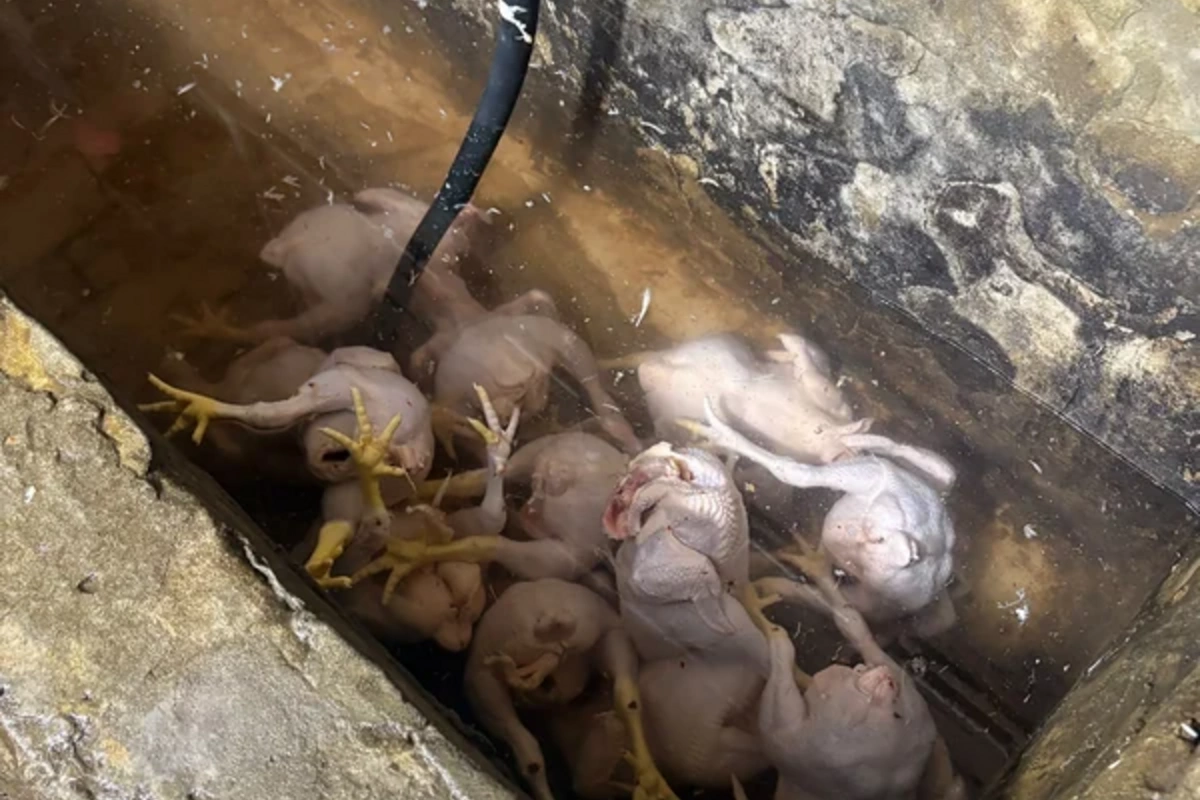 Masallıda toyuq kəsimi sahələrində nöqsanlar aşkarlanıb