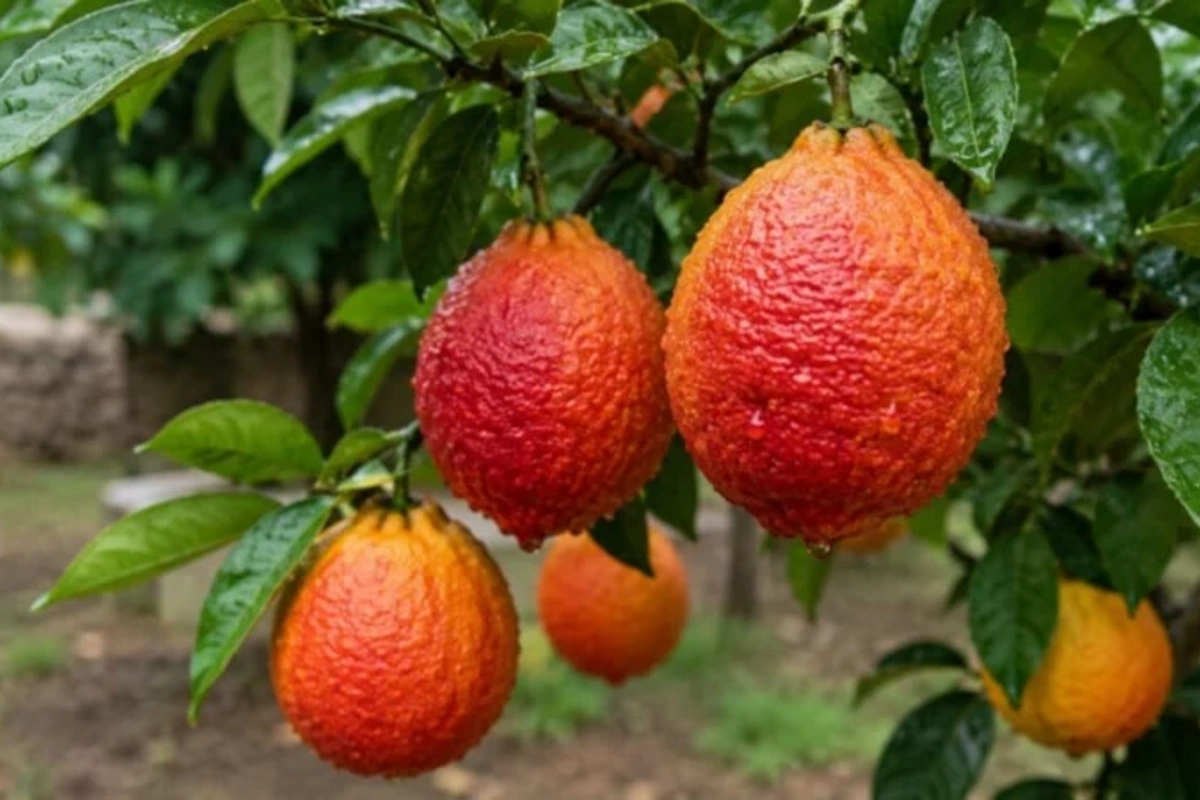 Təkcə 1 ölkədə yetişir, cəmi 3 gün qalır: Qırmızı limon görənləri təəccübləndirir