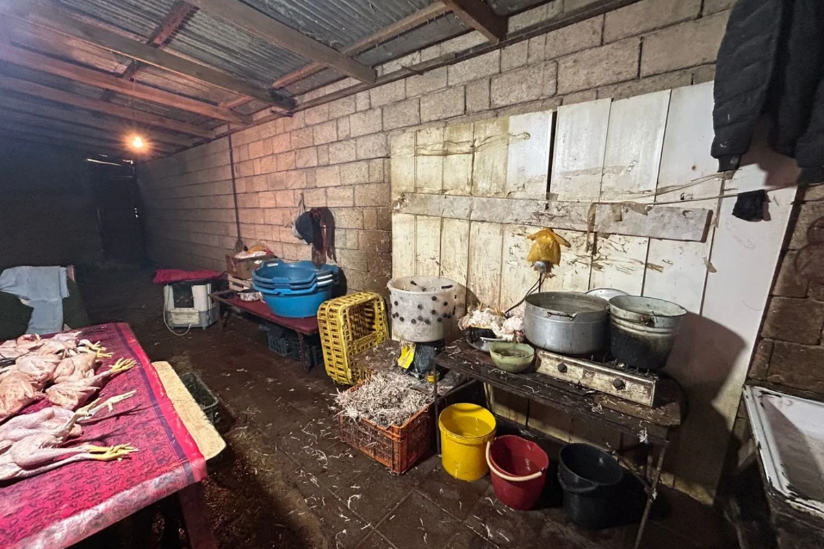 Masallıda qanunsuz fəaliyyət göstərən toyuq kəsimi sexi aşkarlandı